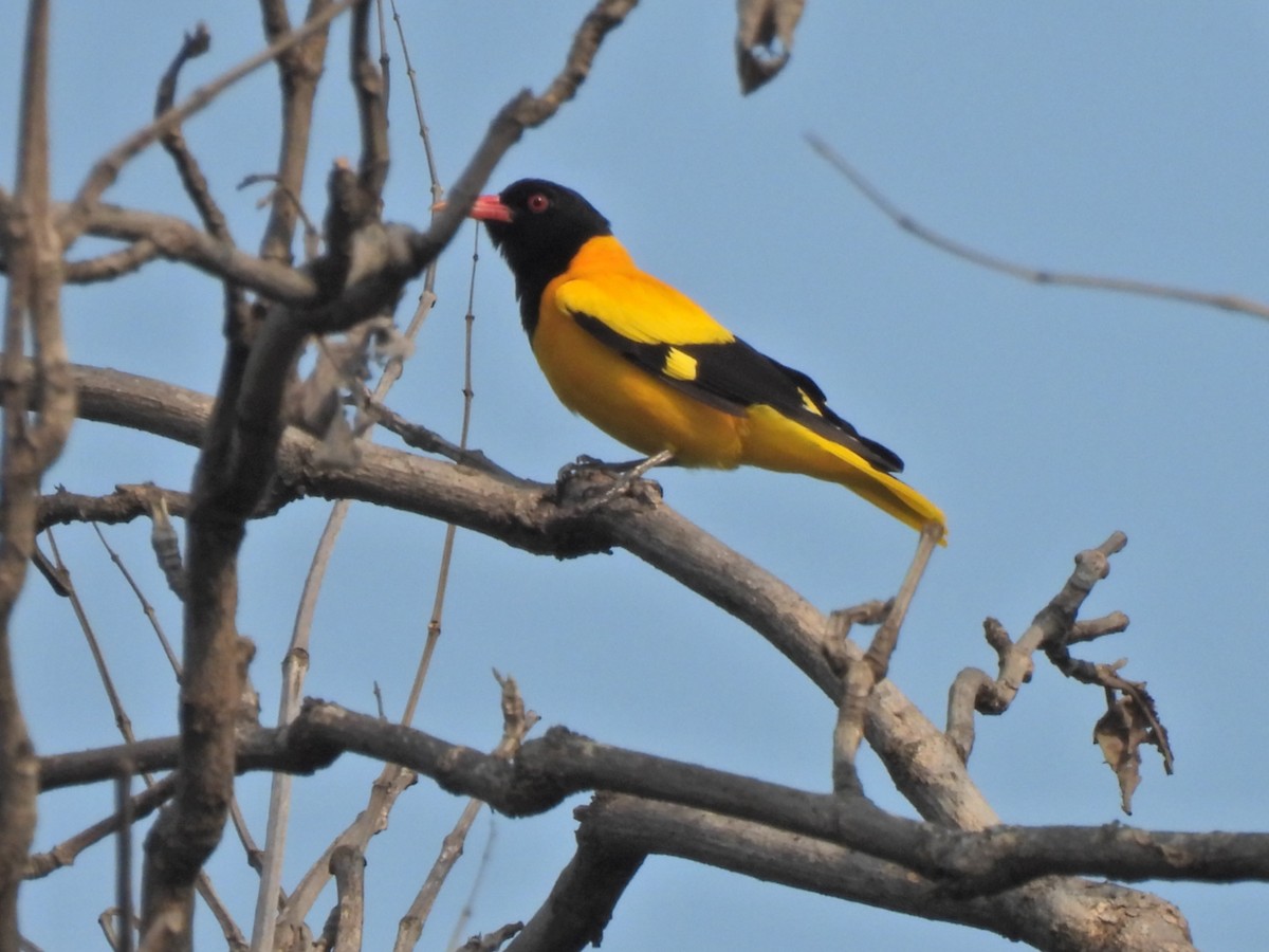 Black-hooded Oriole - ML620291553