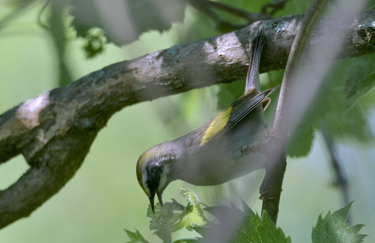 Golden-winged Warbler - ML620291559