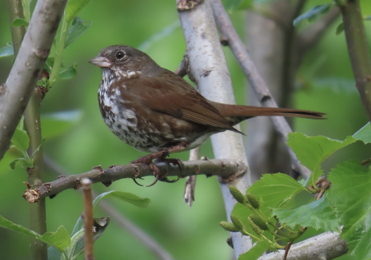 Fox Sparrow (Sooty) - ML620291560