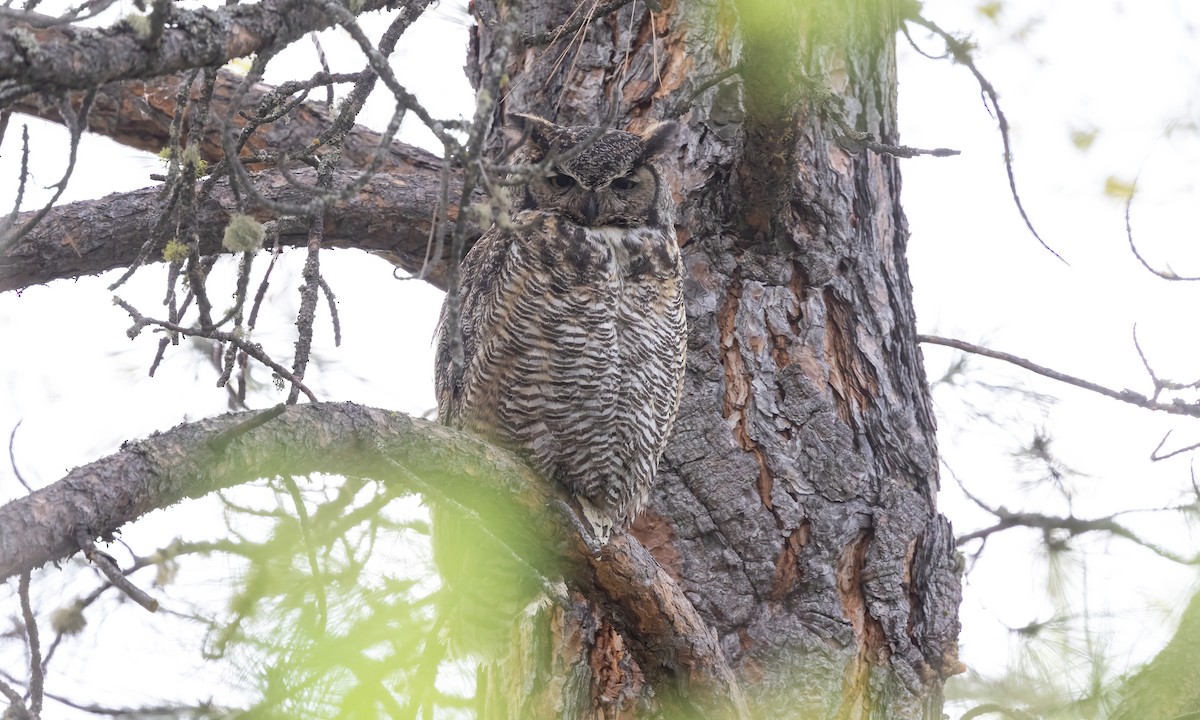 Great Horned Owl - ML620291561