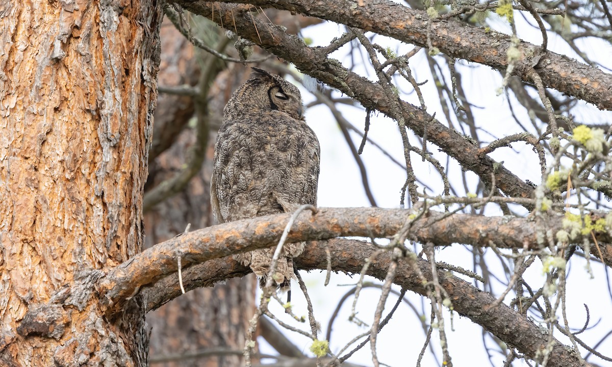 Great Horned Owl - ML620291562