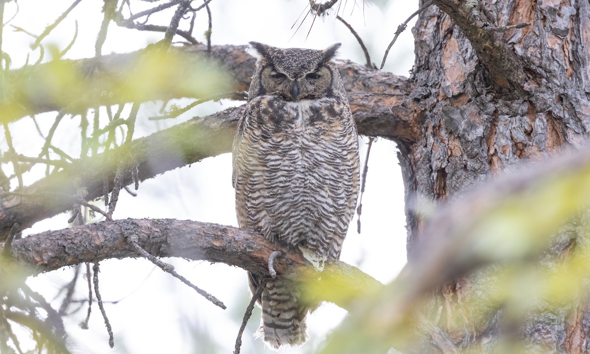 Great Horned Owl - ML620291563