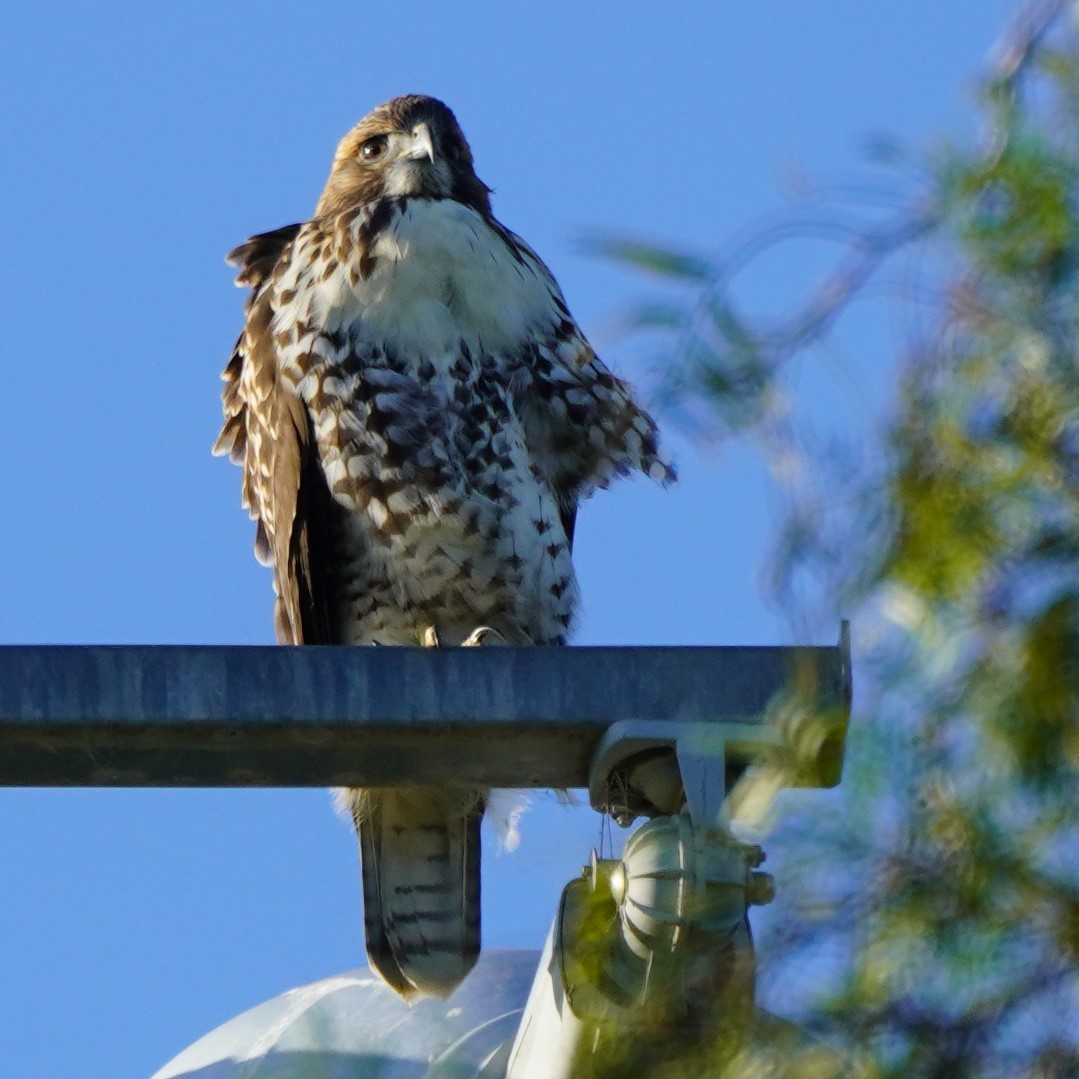 Red-tailed Hawk - ML620291564