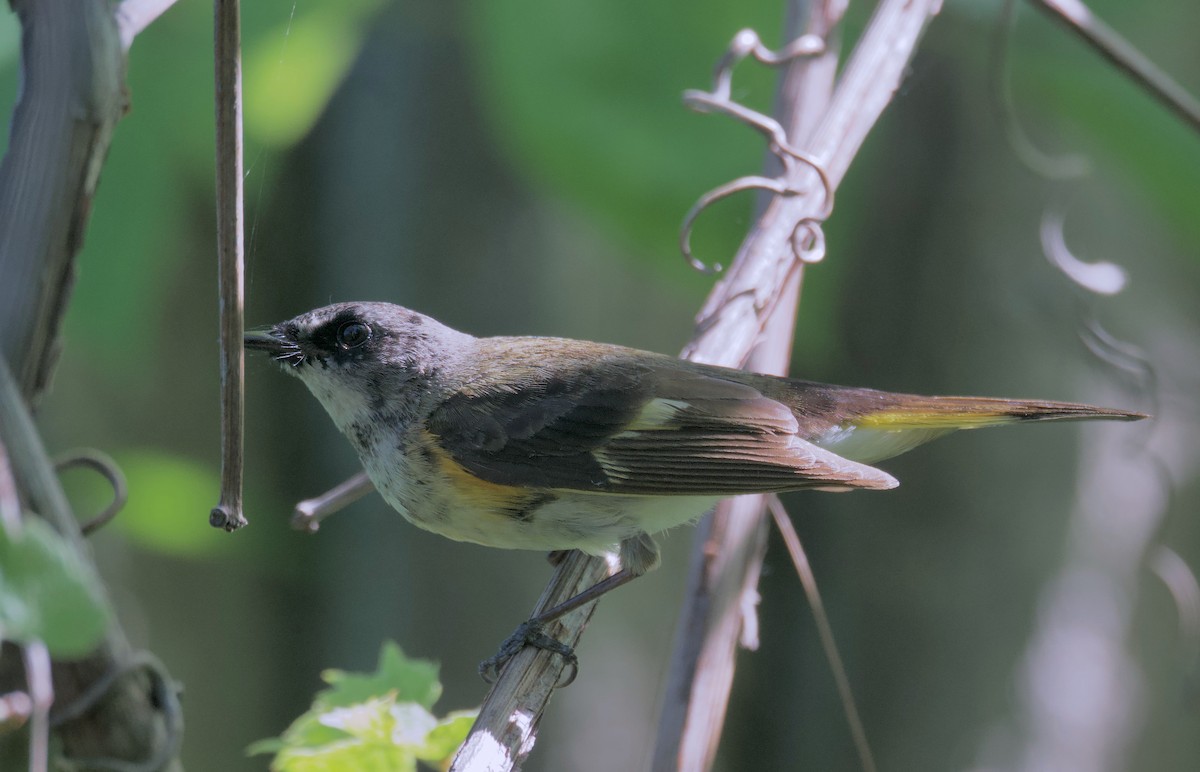 American Redstart - Ken Rosenberg