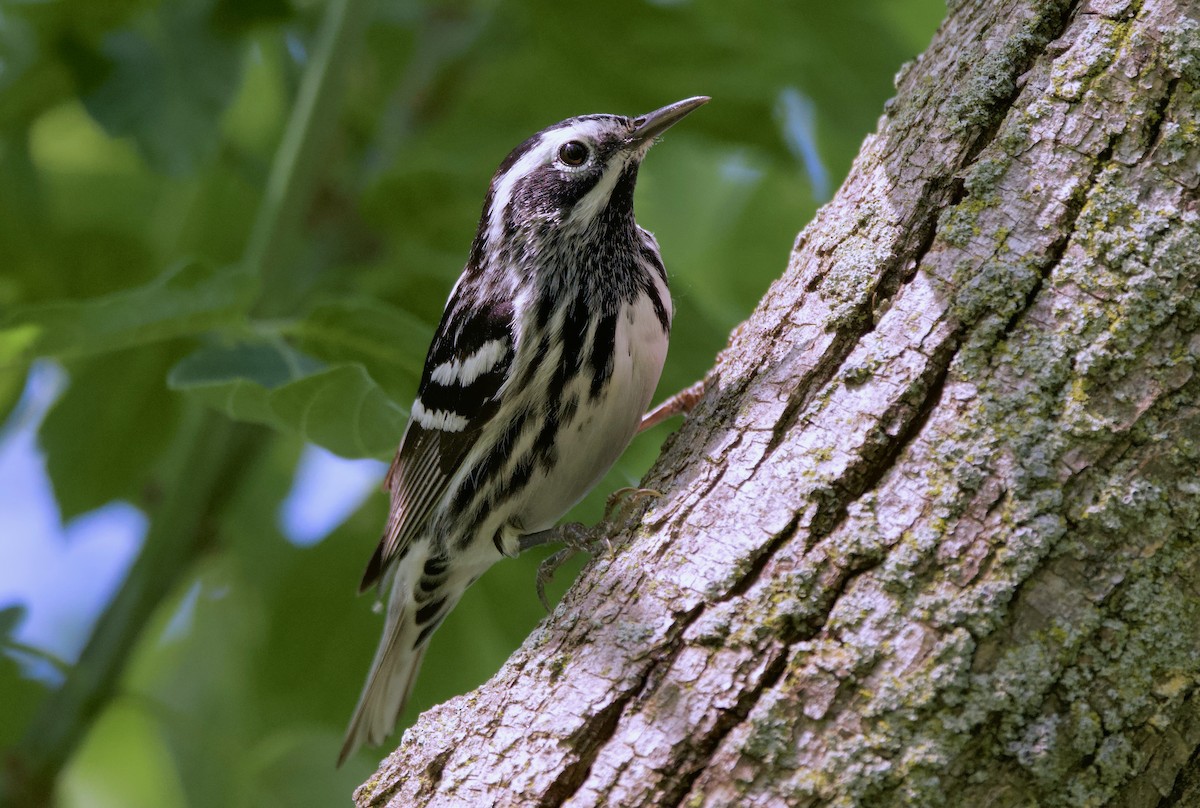 Black-and-white Warbler - ML620291571