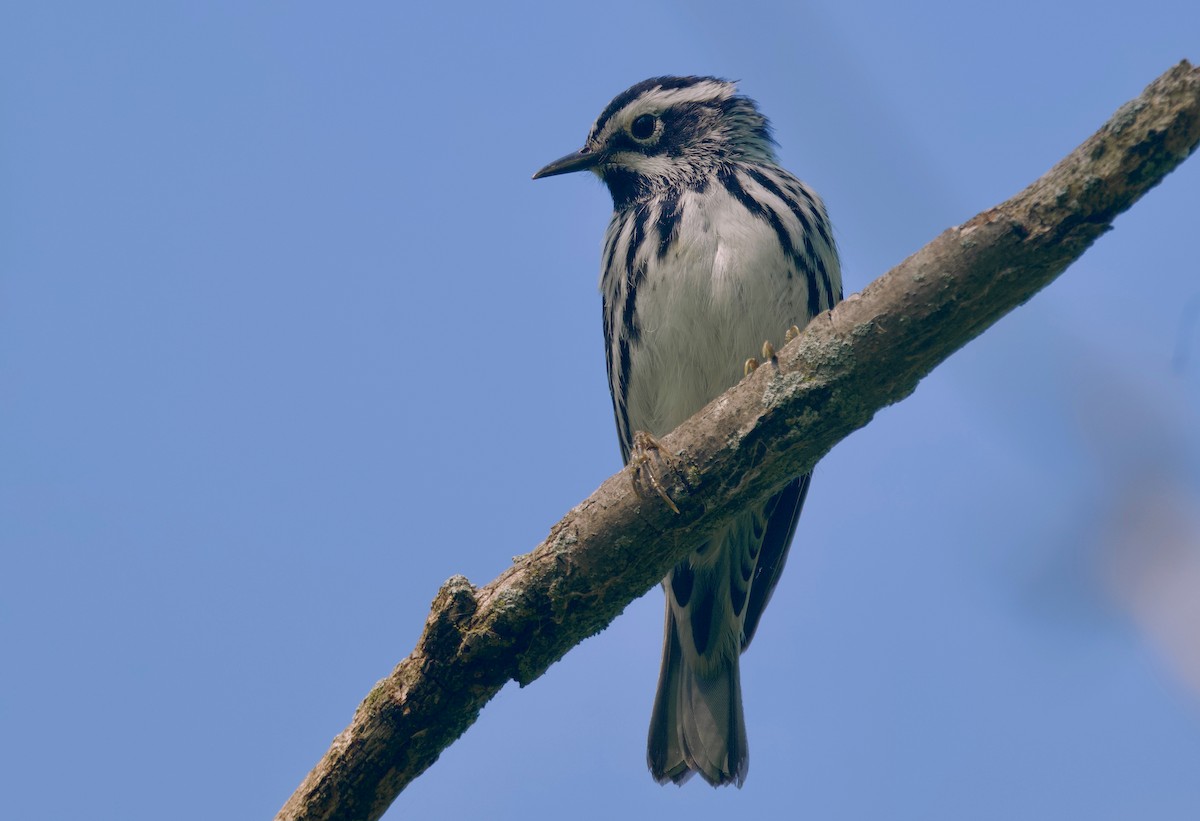Black-and-white Warbler - ML620291575