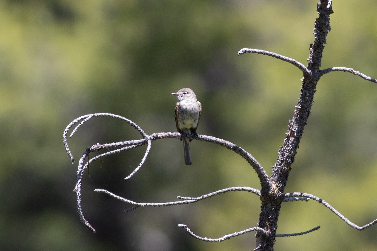 Gray Flycatcher - ML620291576