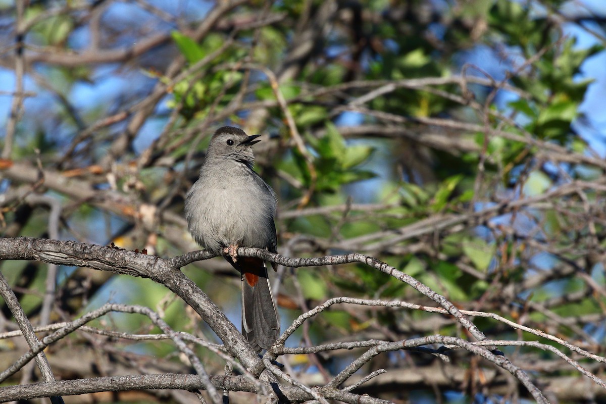 Gray Catbird - ML620291578