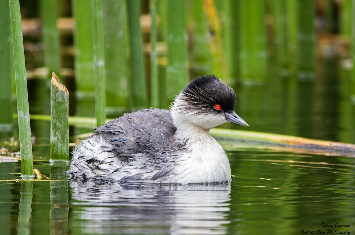 Silvery Grebe - ML620291579