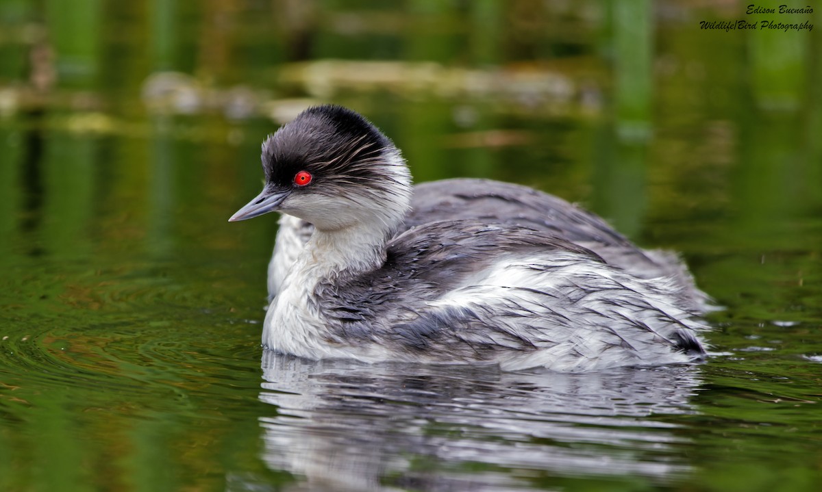 Silvery Grebe - ML620291581