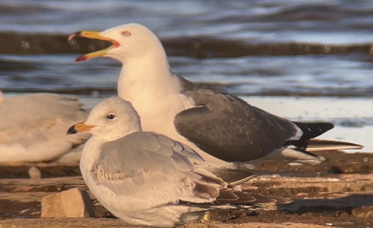 Black-tailed Gull - ML620291582