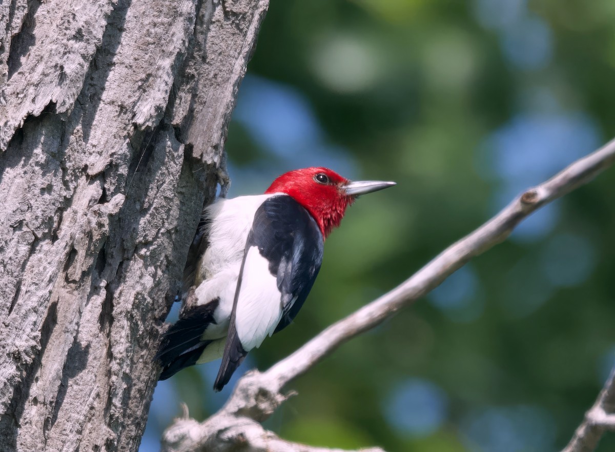 Red-headed Woodpecker - ML620291583