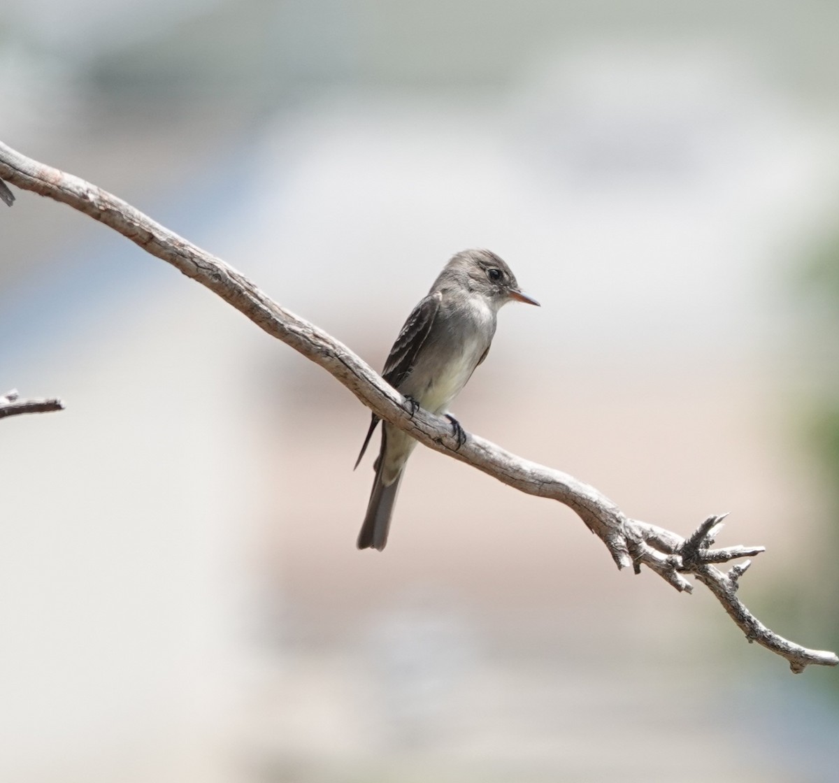 Western Wood-Pewee - ML620291587