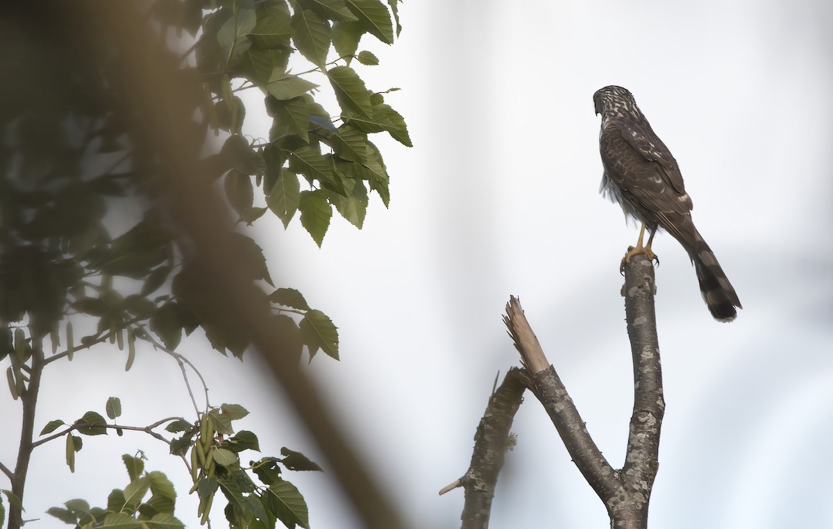 Cooper's Hawk - ML620291591