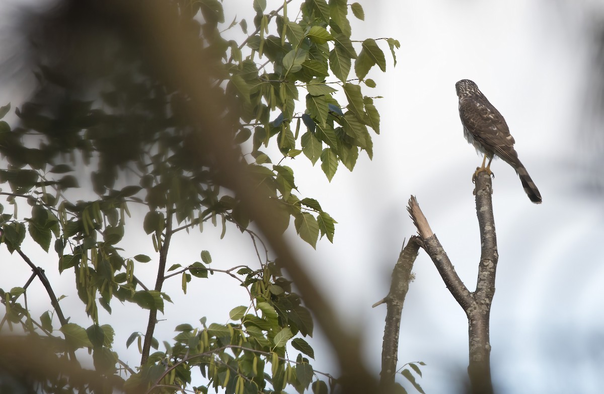 Cooper's Hawk - Brent Angelo