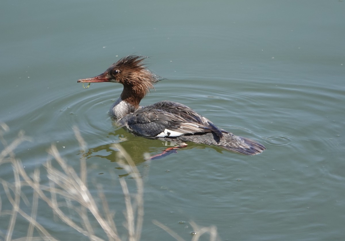 Common Merganser - ML620291594