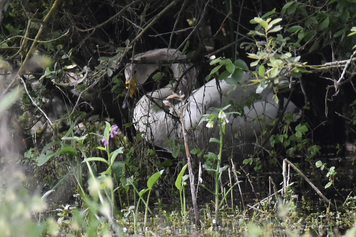 Whooper Swan - ML620291596