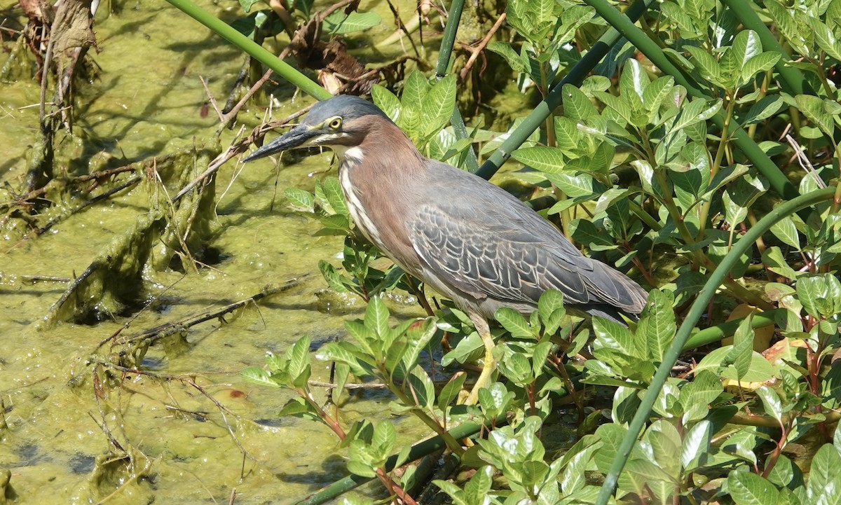 Green Heron - ML620291599