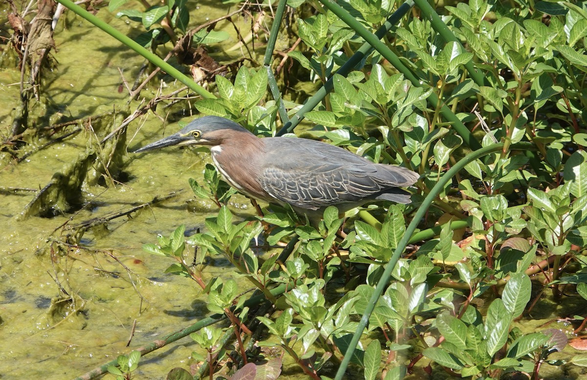 Green Heron - ML620291600