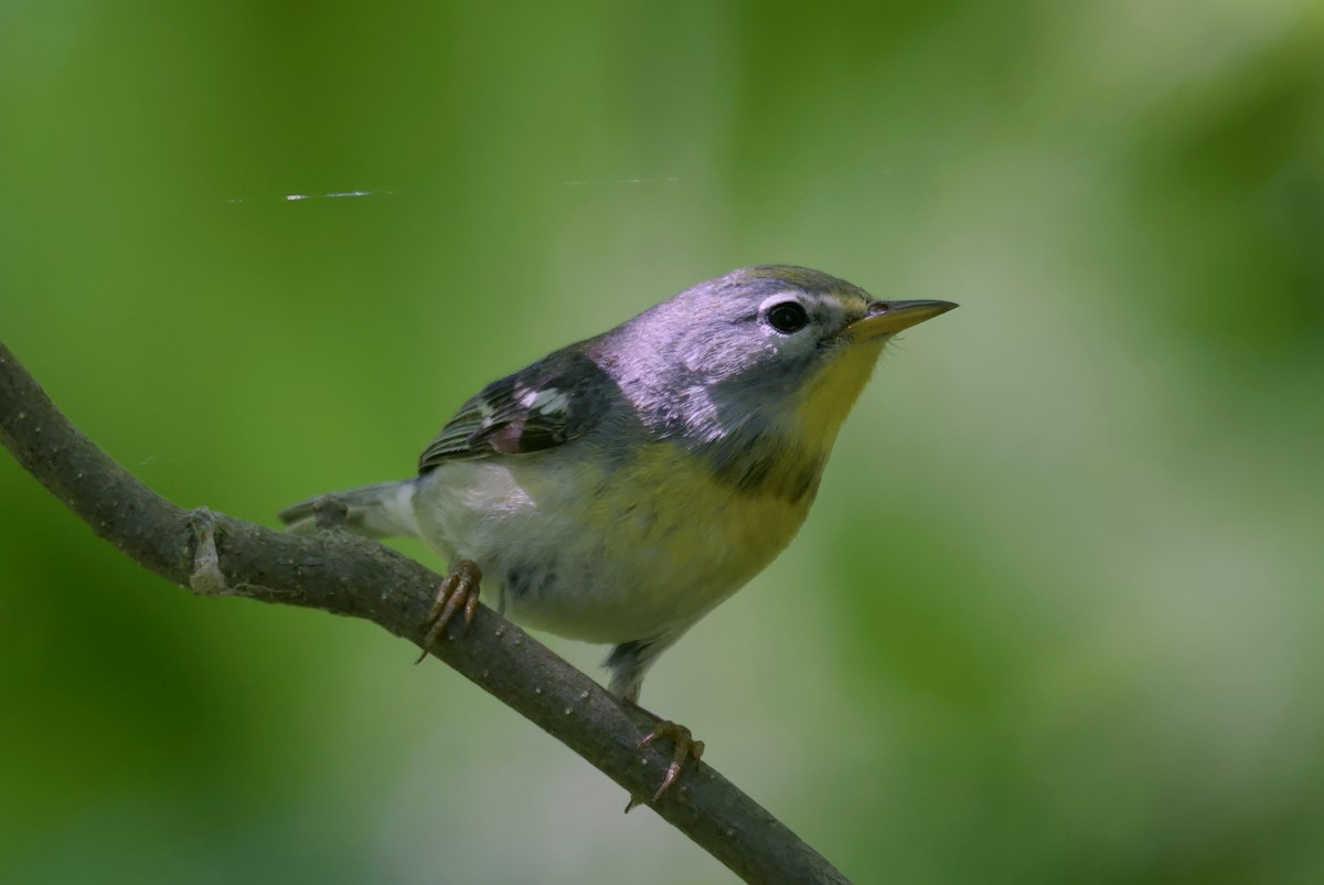 Parula Norteña - ML620291602