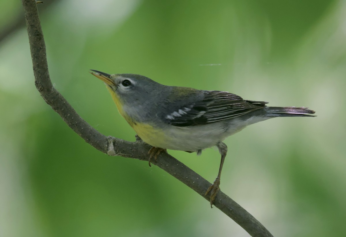 Northern Parula - ML620291603