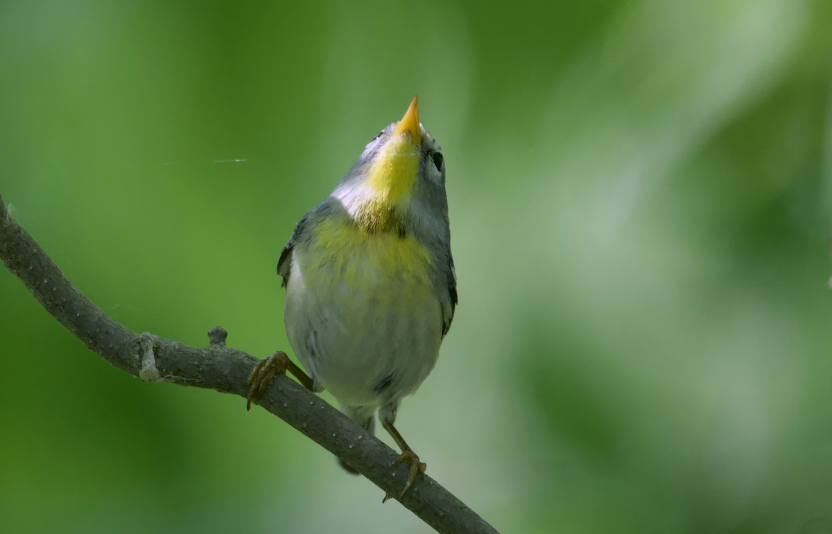 Northern Parula - ML620291605