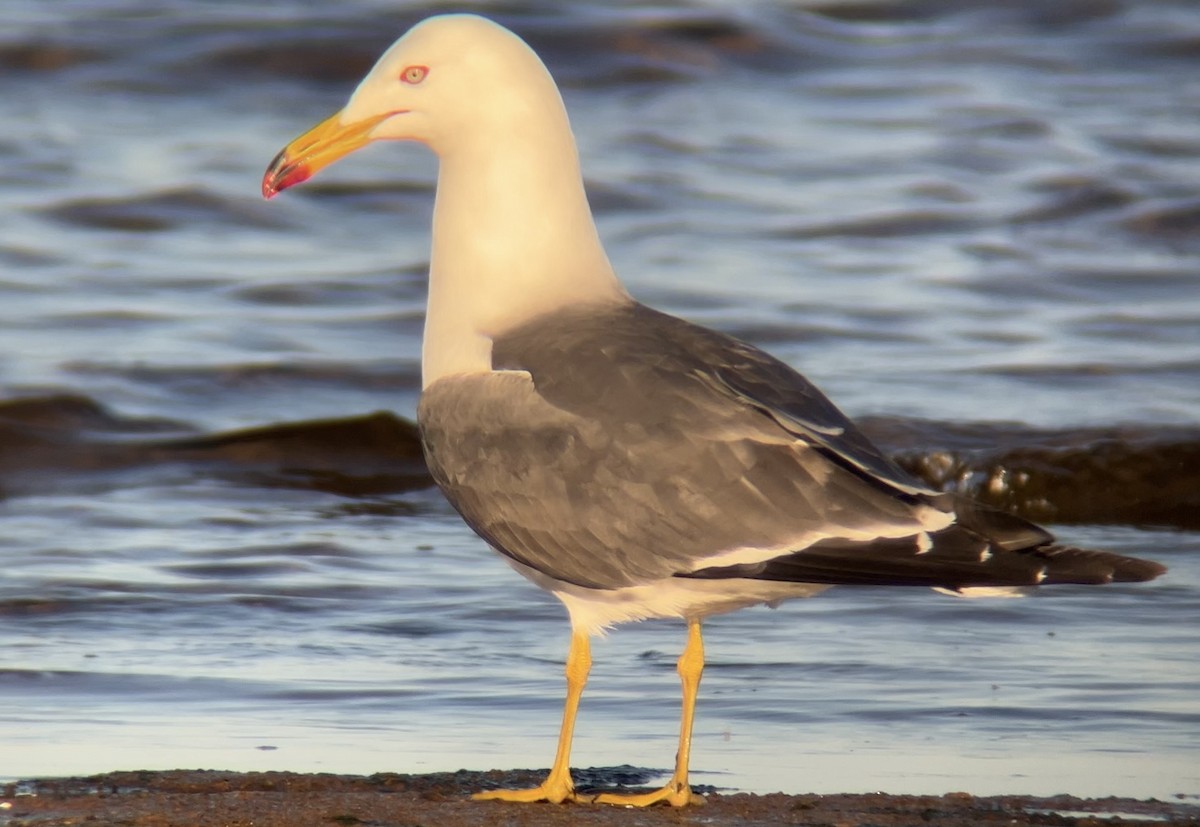 Black-tailed Gull - ML620291610