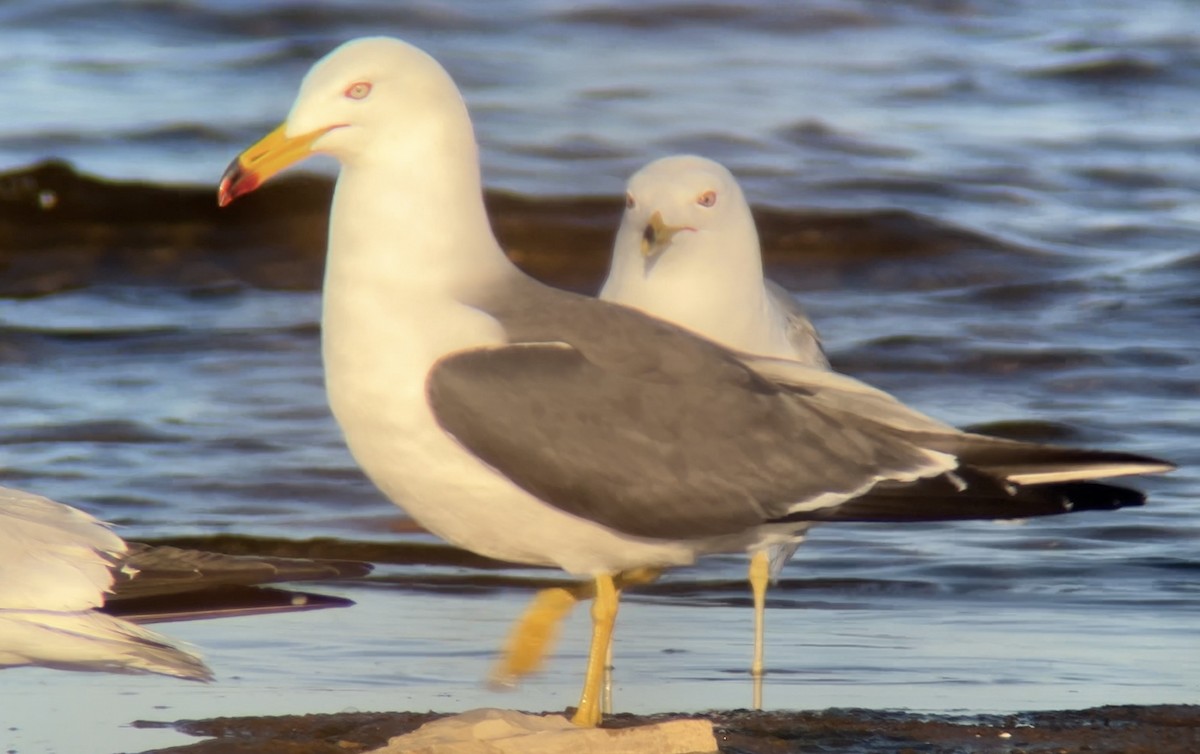 Black-tailed Gull - ML620291612