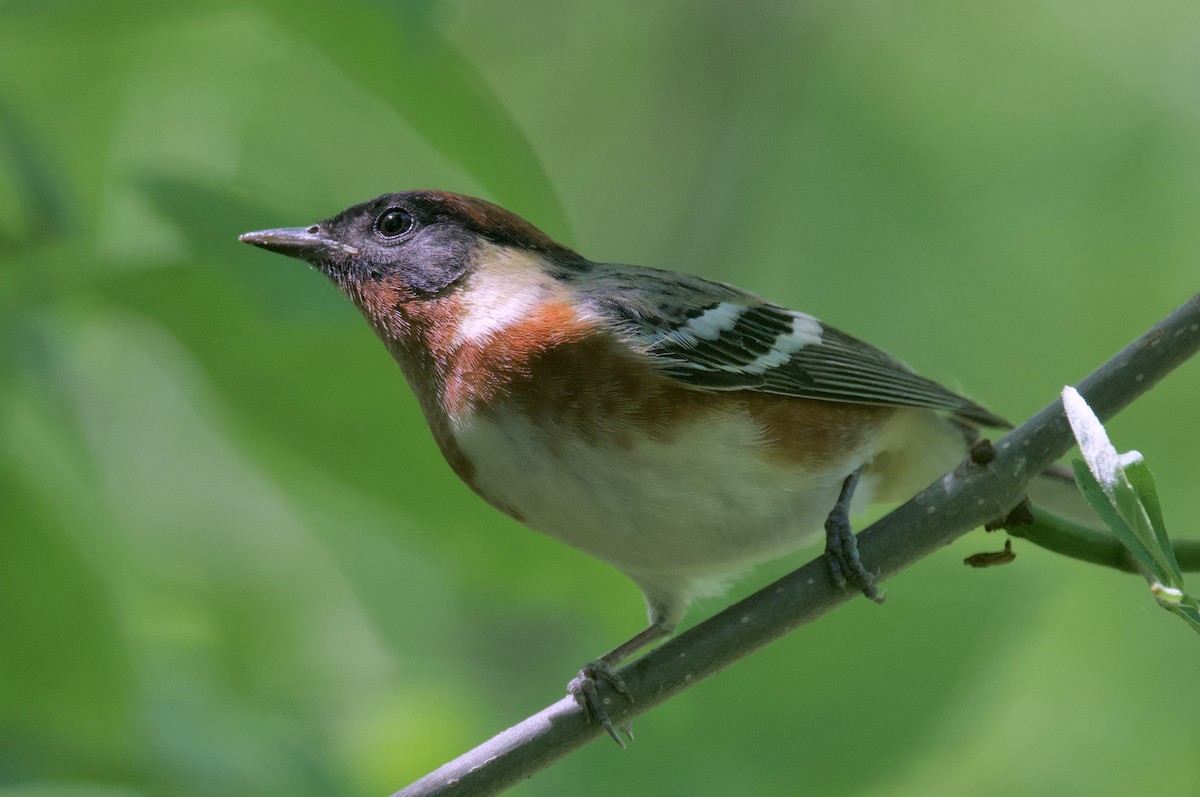 Bay-breasted Warbler - ML620291613