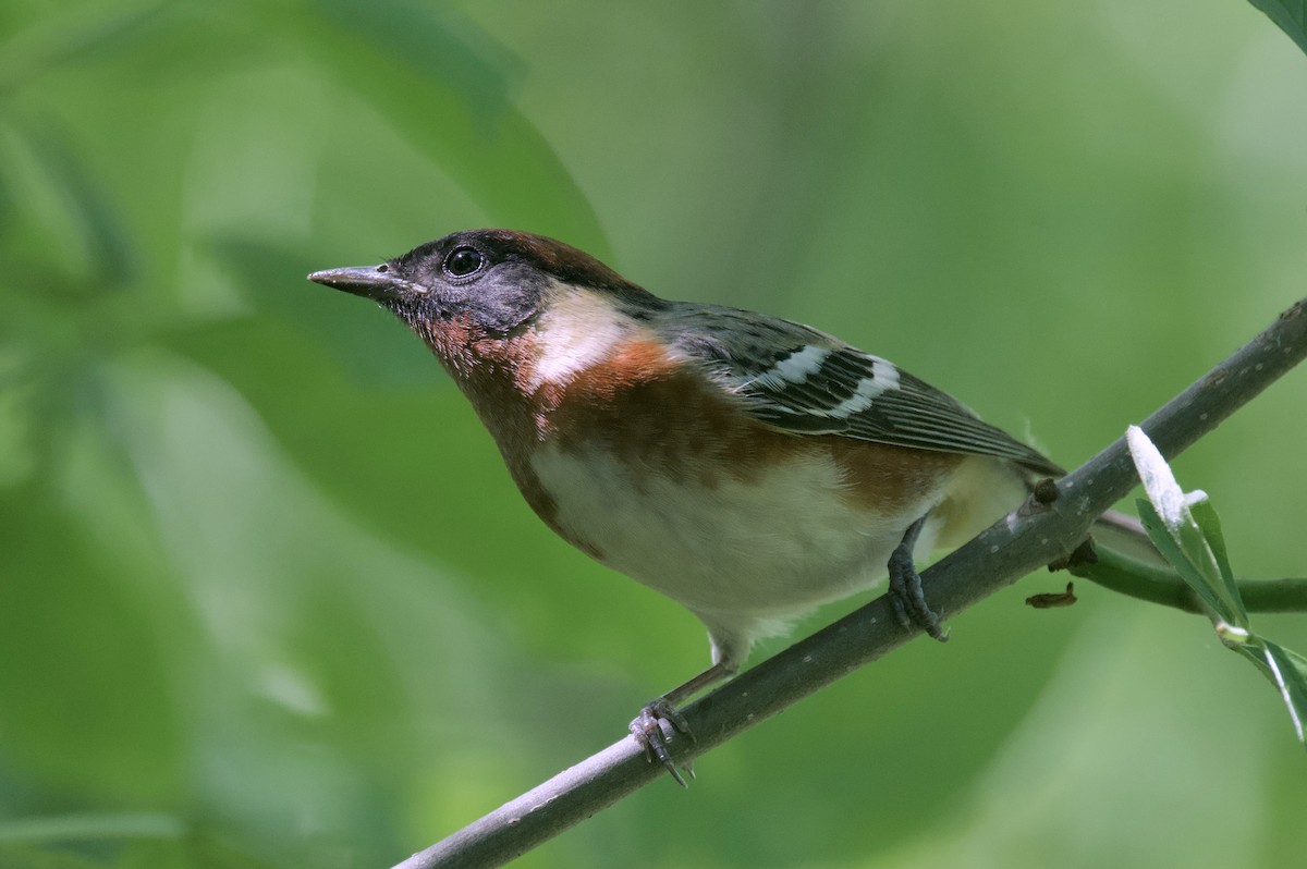 Bay-breasted Warbler - ML620291614