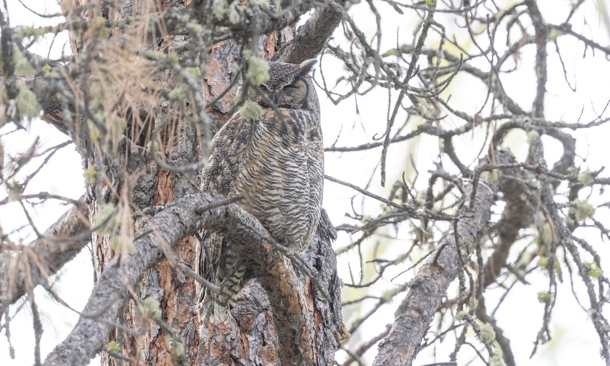 Great Horned Owl - ML620291615