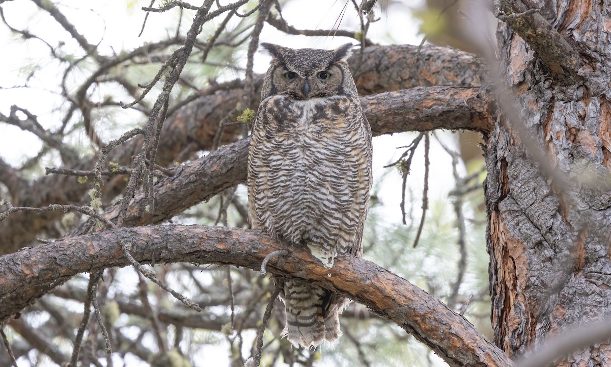 Great Horned Owl - ML620291616