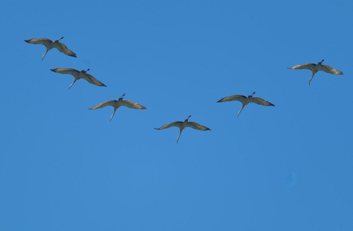 Sandhill Crane - ML620291617