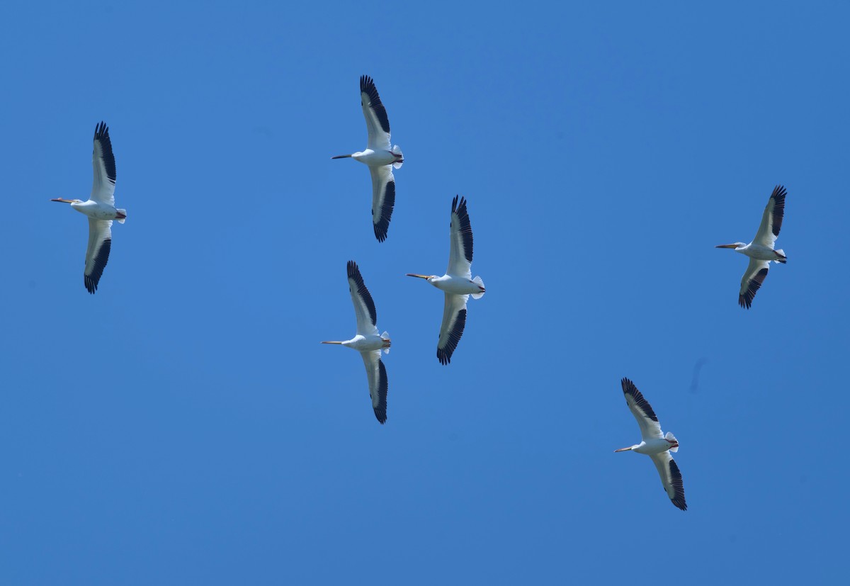 American White Pelican - ML620291618