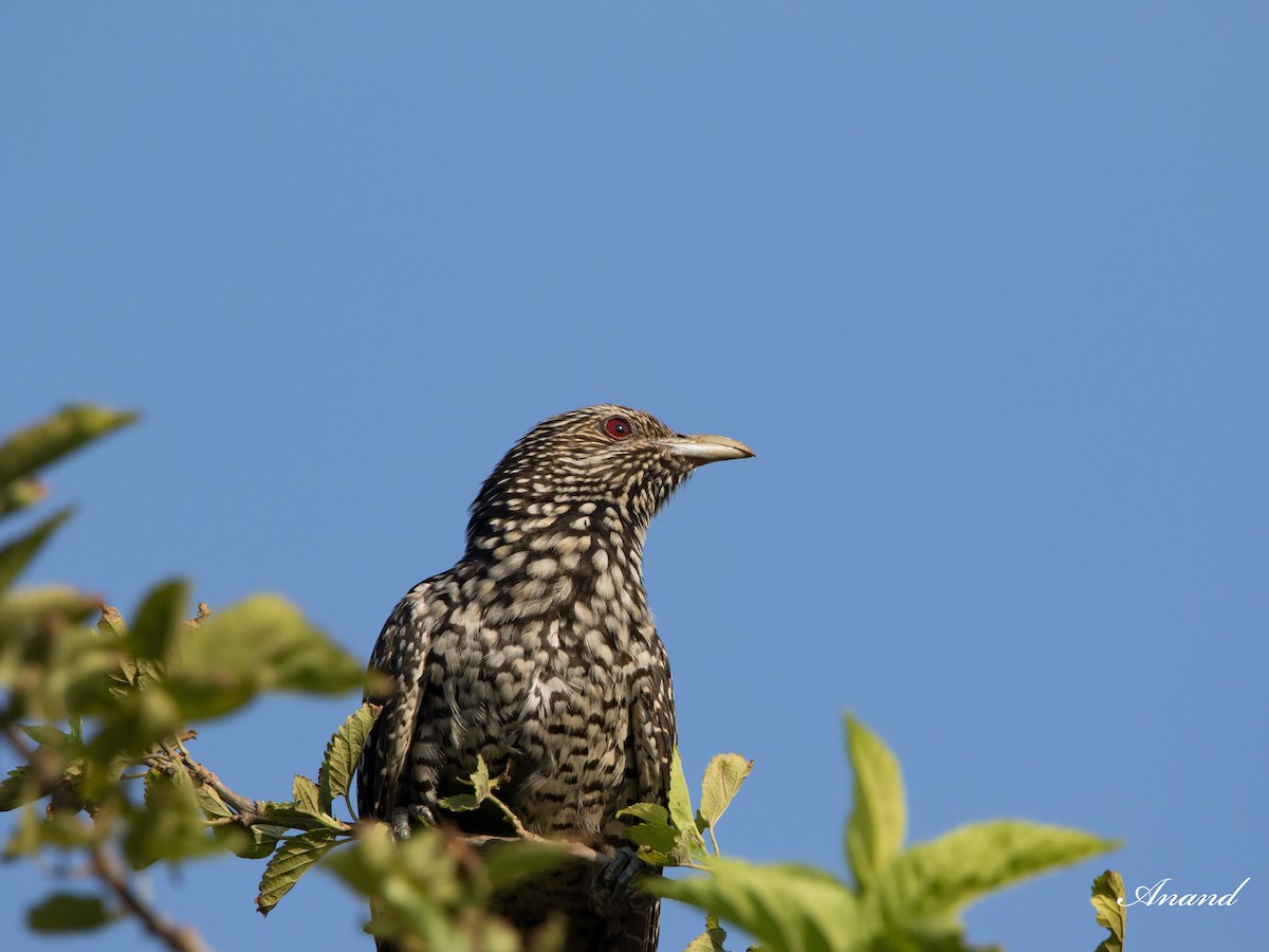 Asian Koel - ML620291621