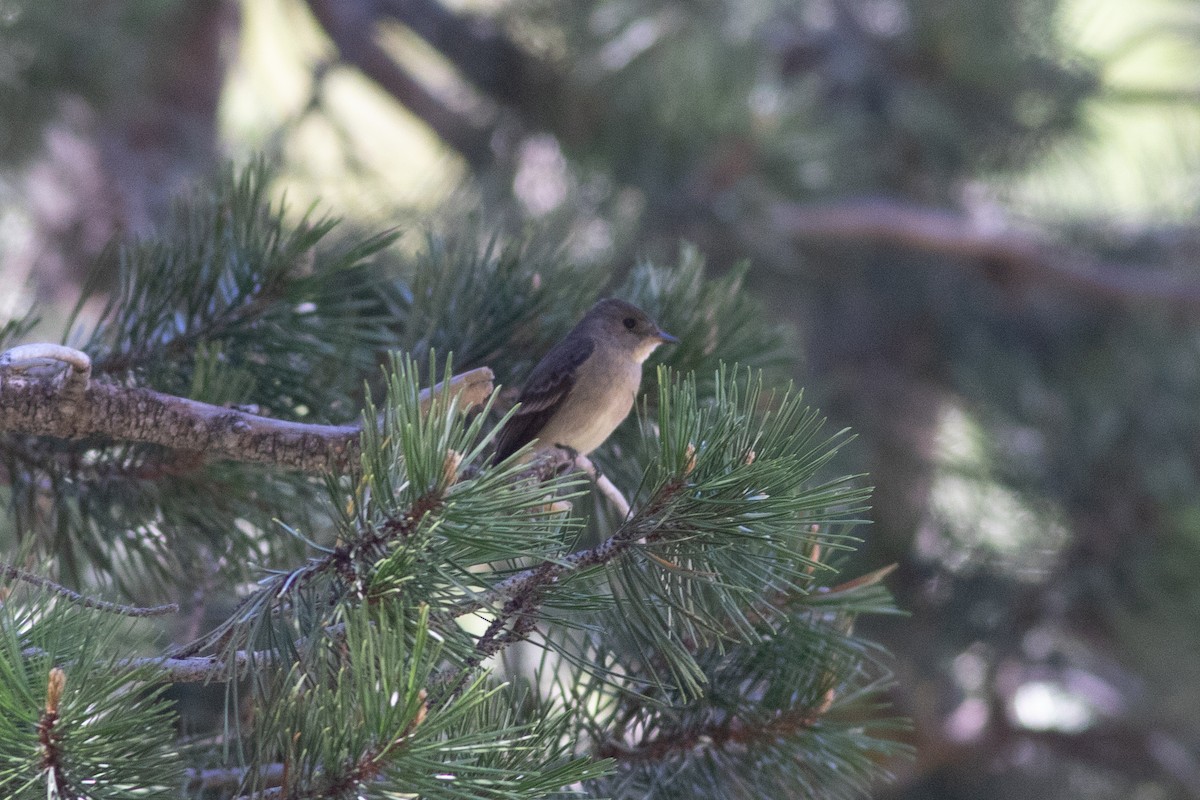 Western Wood-Pewee - ML620291622