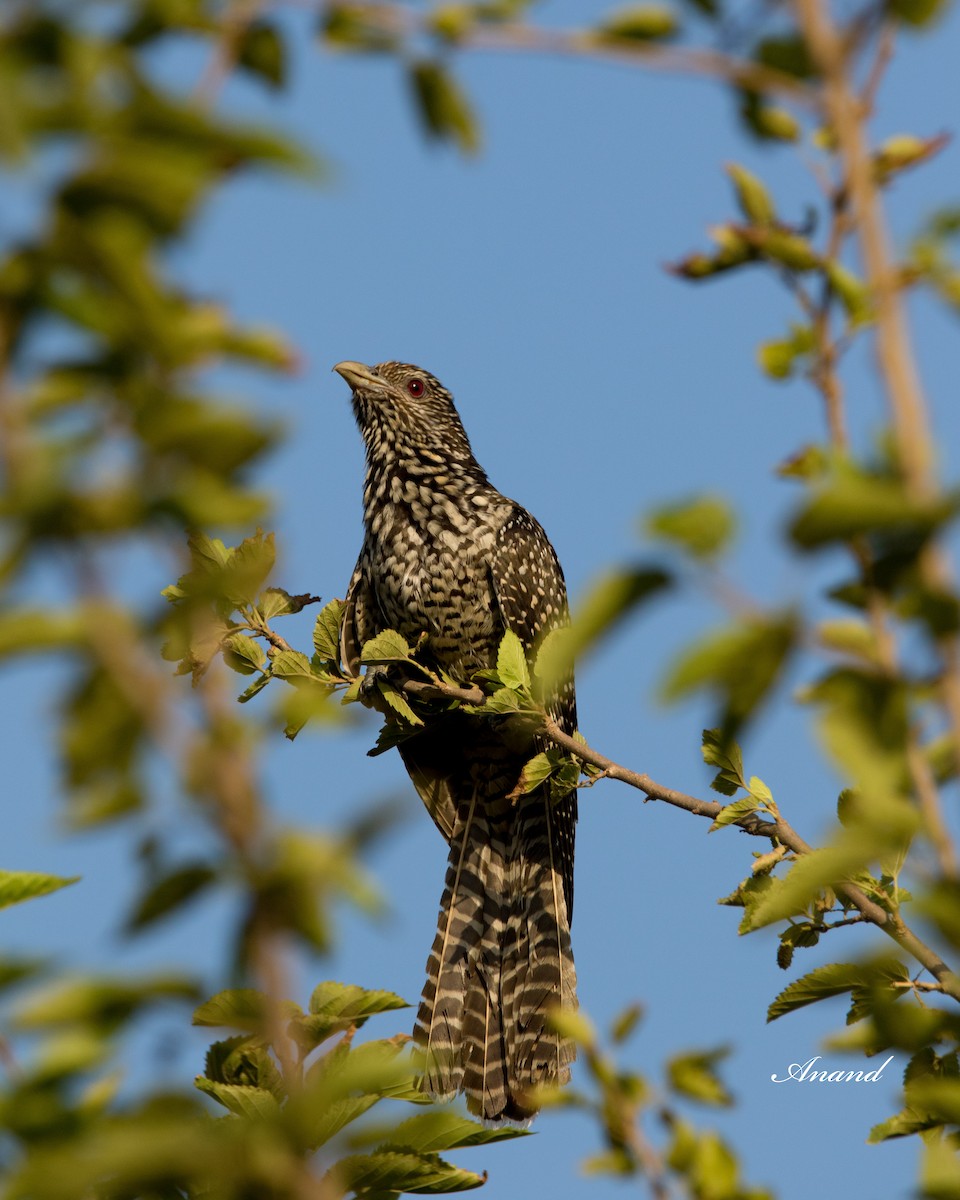 Asian Koel - ML620291624