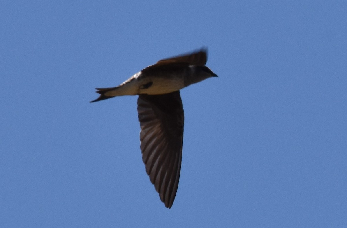 Purple Martin - ML620291625