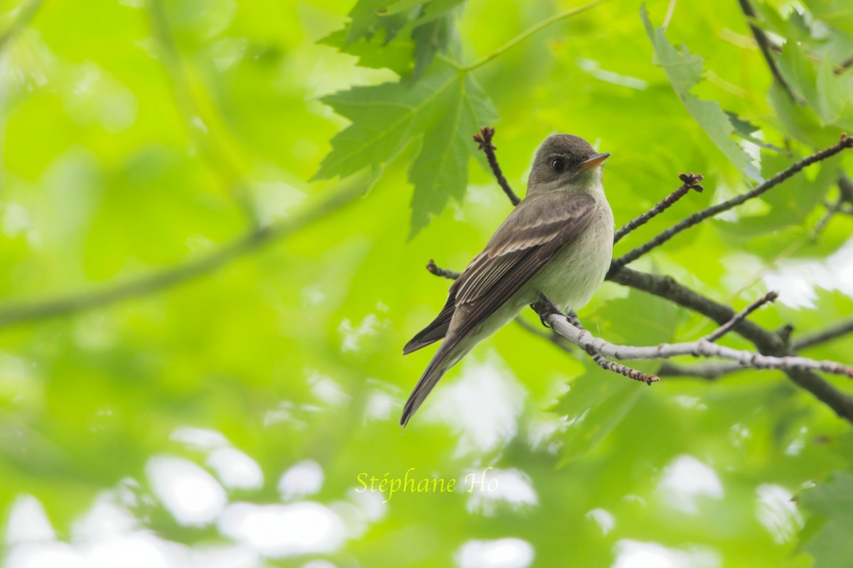 Eastern Wood-Pewee - ML620291627