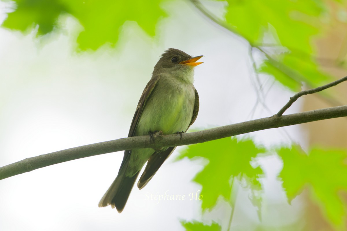 Eastern Wood-Pewee - ML620291628