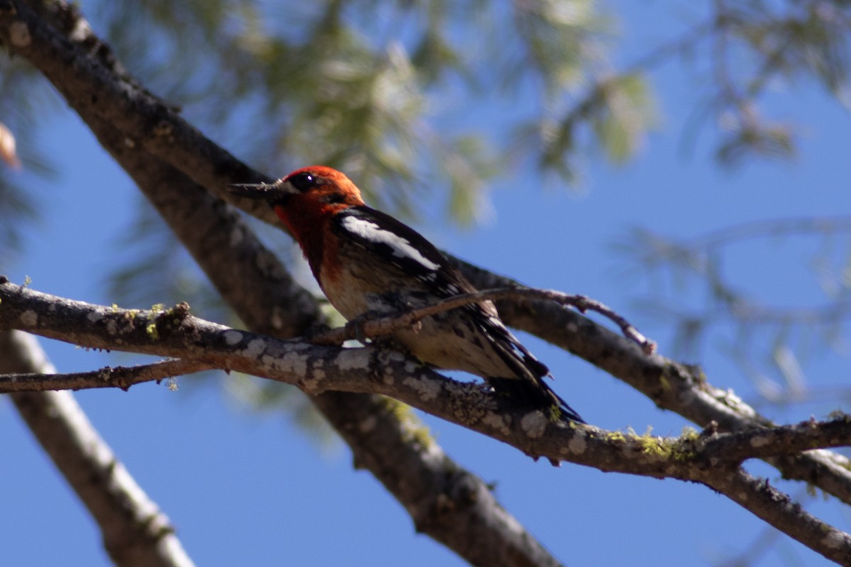 Red-breasted Sapsucker - ML620291636