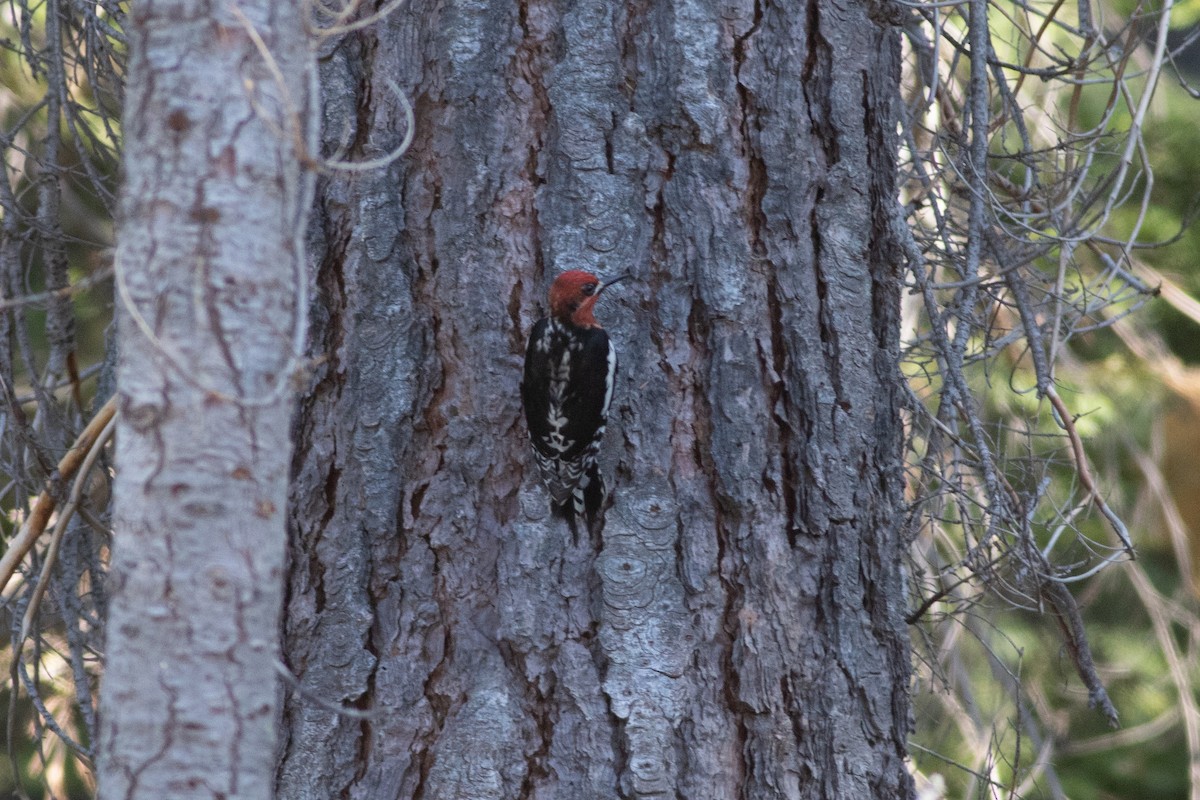 Red-breasted Sapsucker - ML620291637