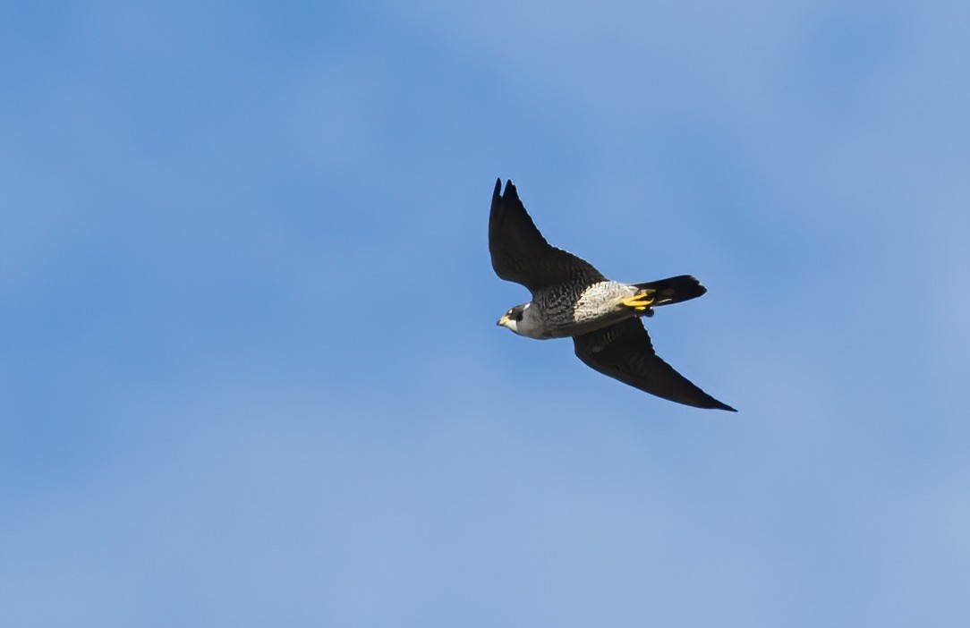 Peregrine Falcon - ML620291639