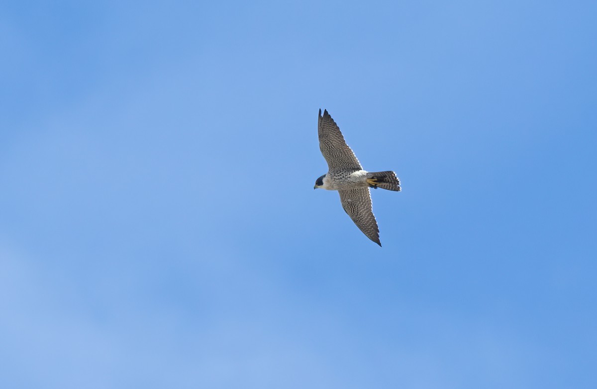 Peregrine Falcon - David Ongley