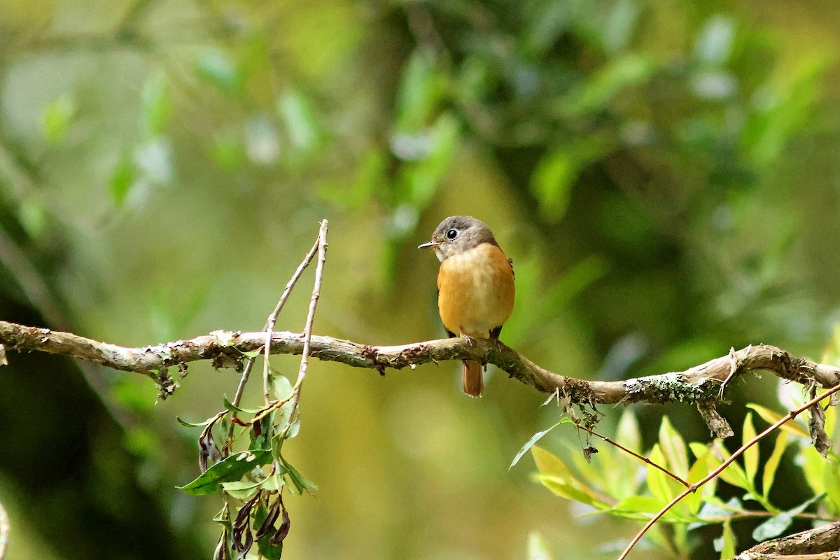 Ferruginous Flycatcher - ML620291645