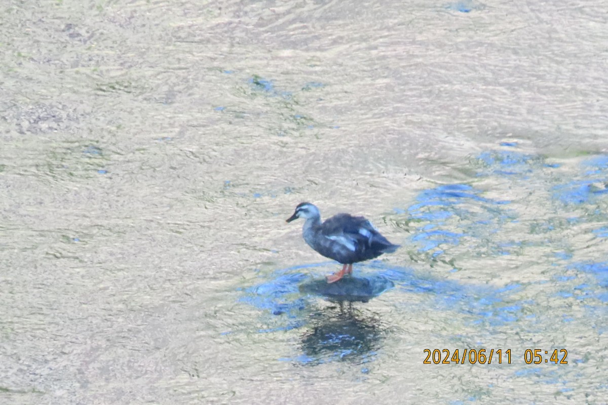 Eastern Spot-billed Duck - ML620291647