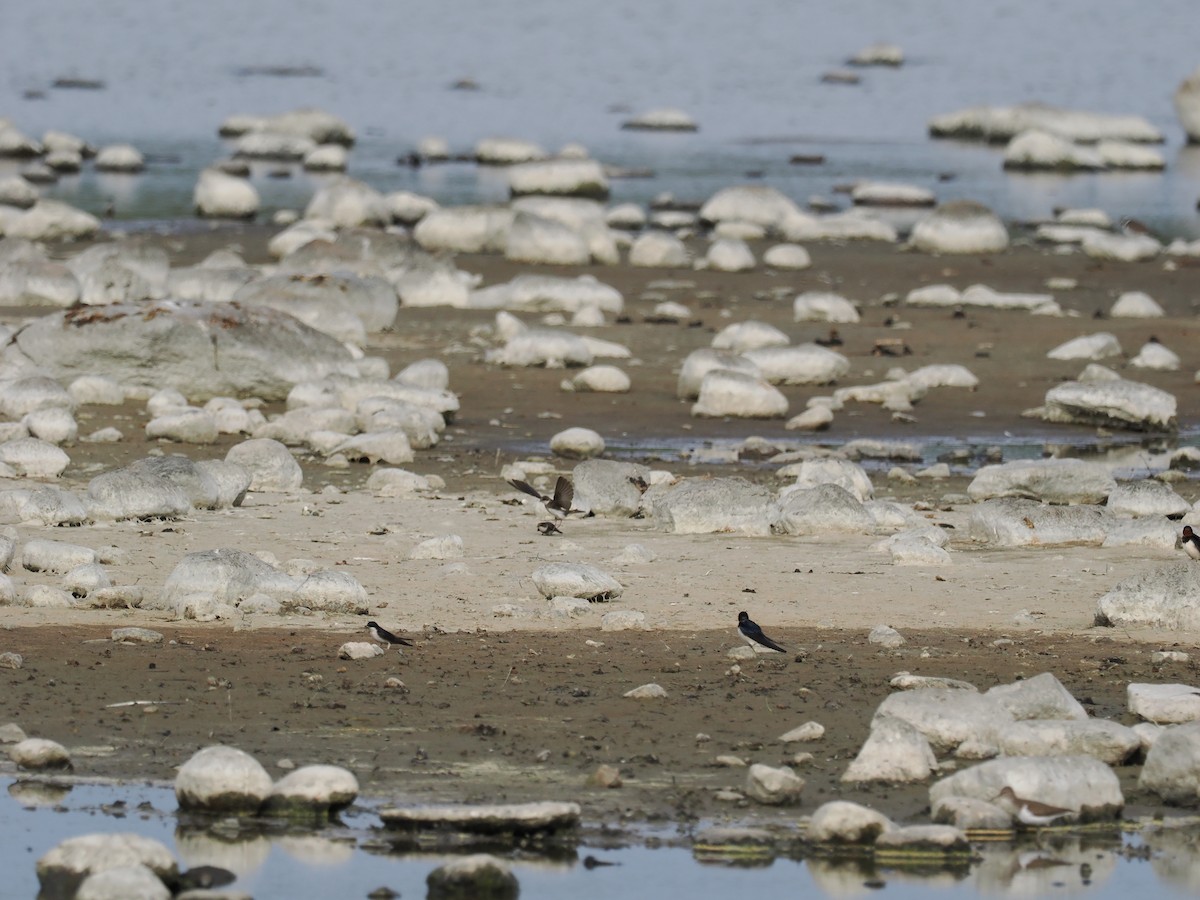 Western House-Martin - ML620291650