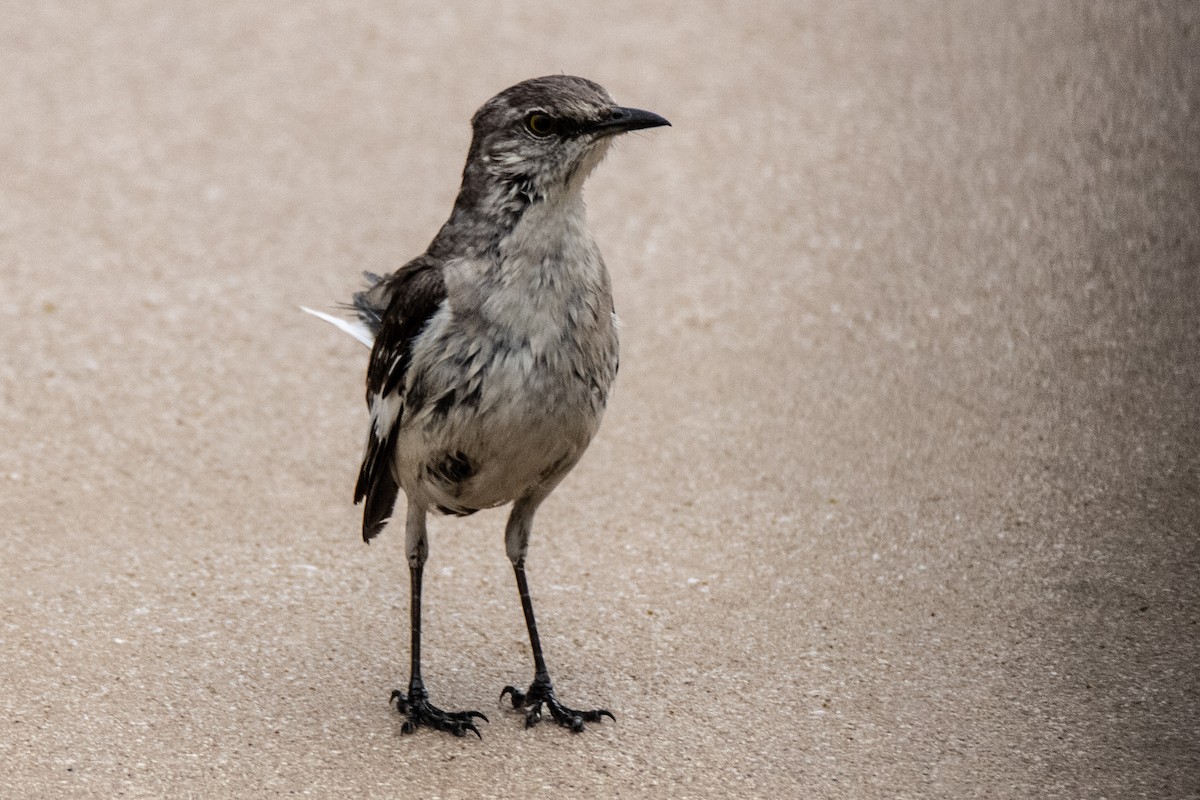 Northern Mockingbird - ML620291654