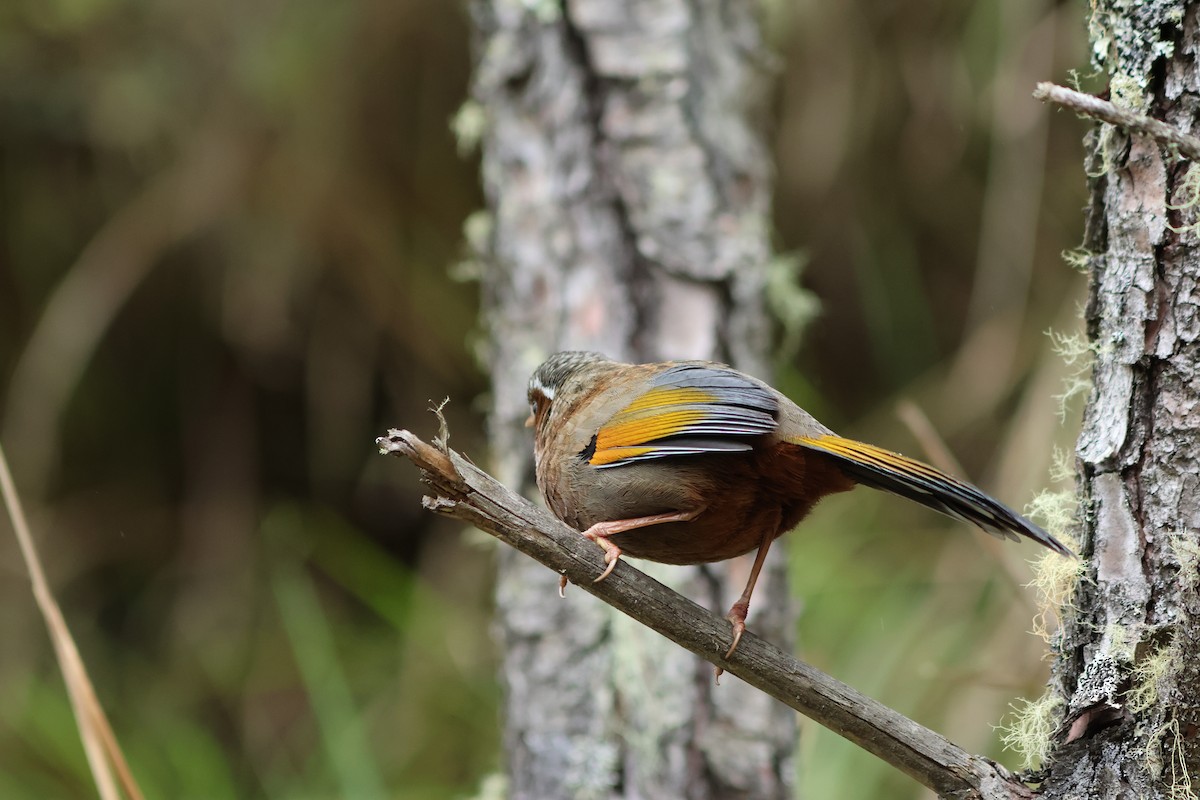 White-whiskered Laughingthrush - ML620291656