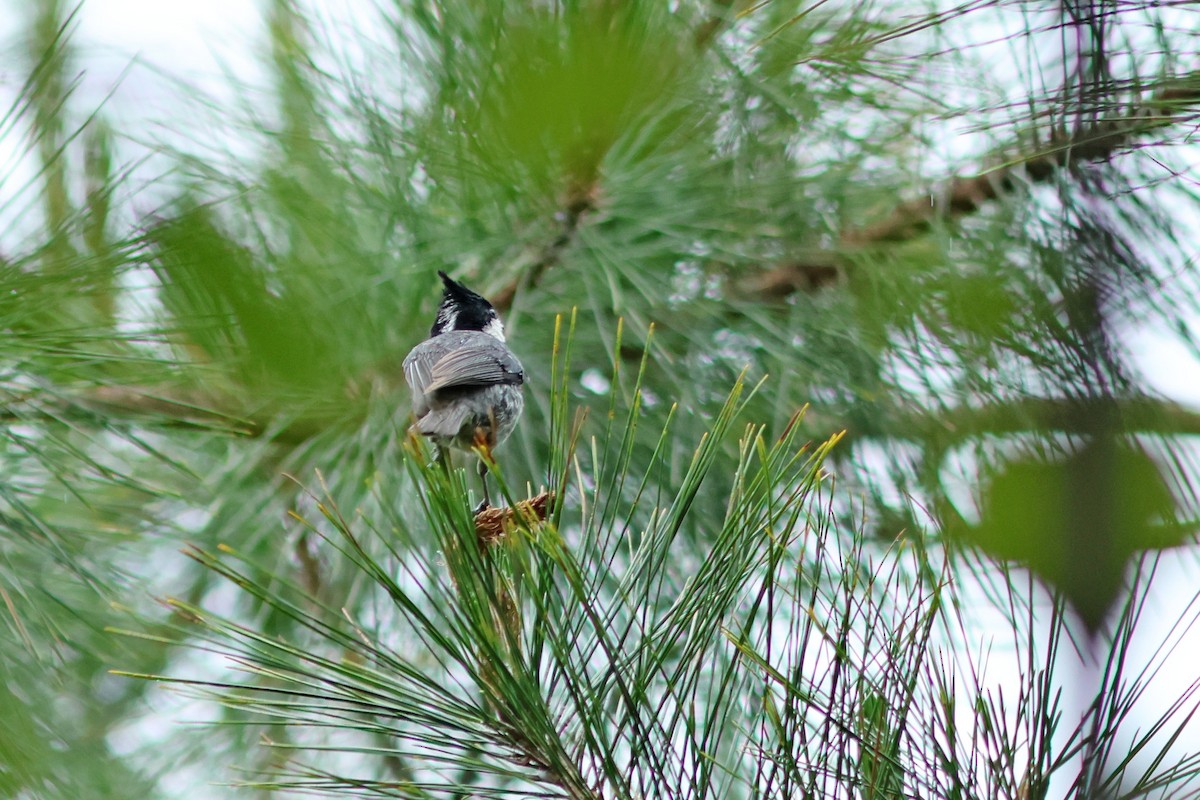 Coal Tit - ML620291662